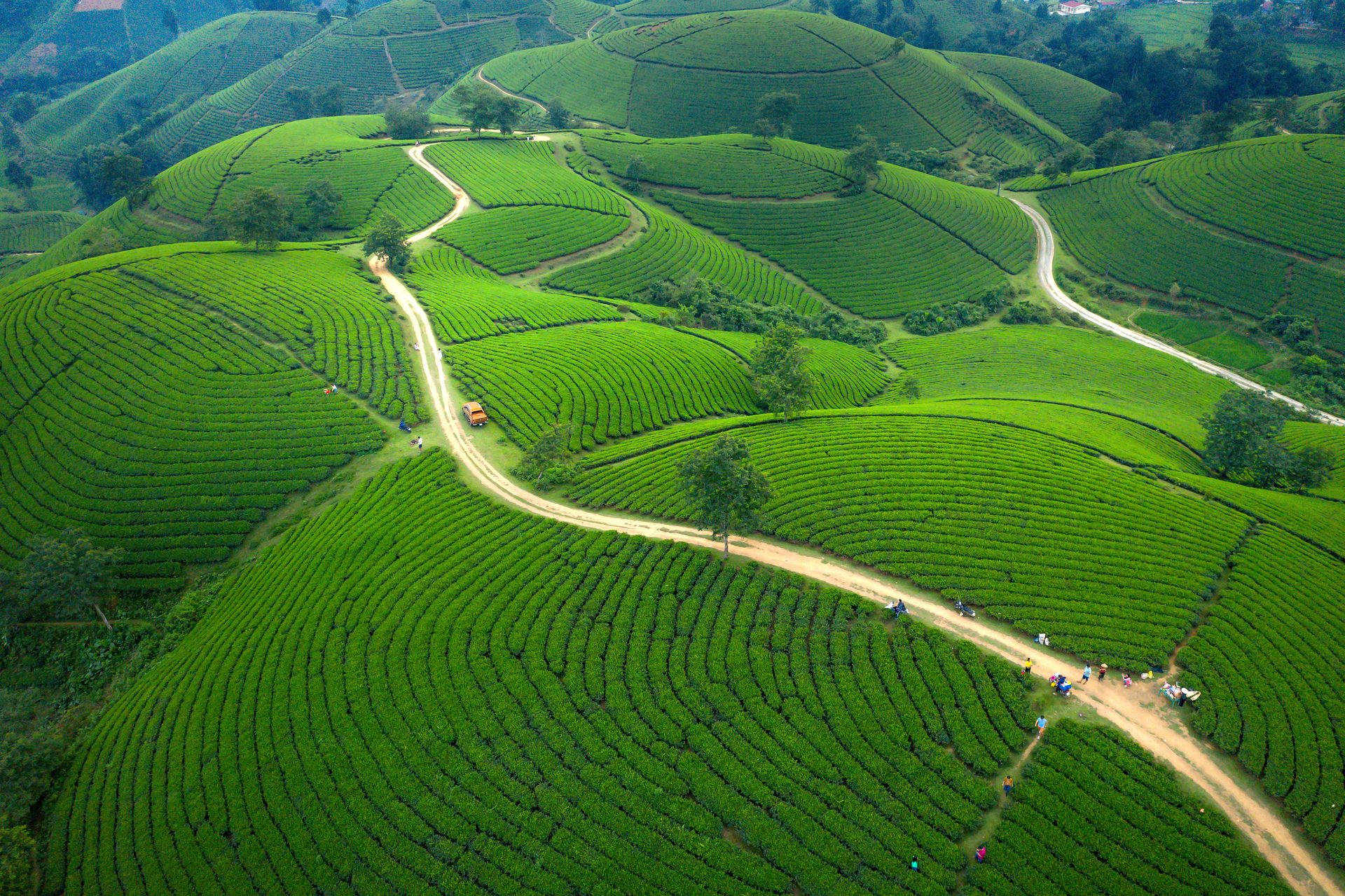 Tea plantation from above