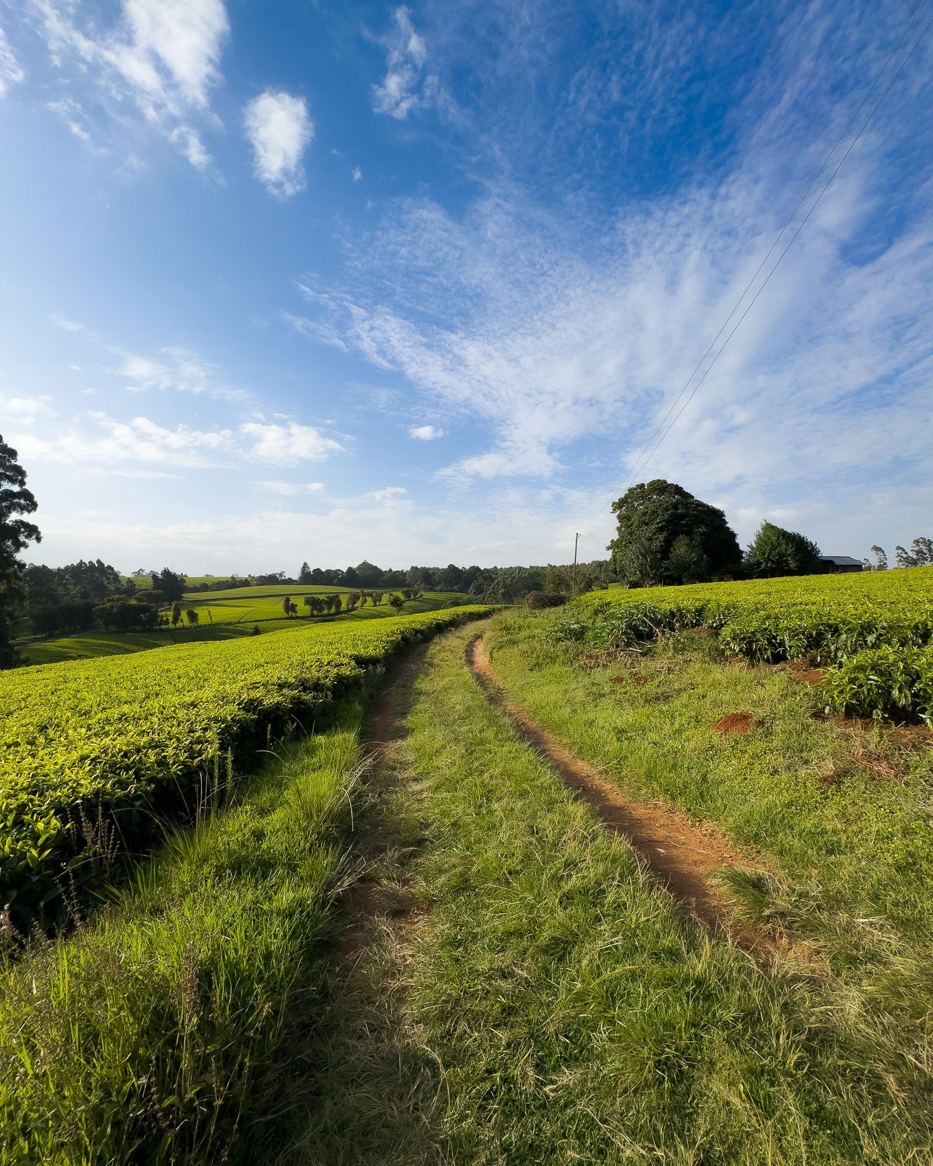 Path through tea fields in Kenya
