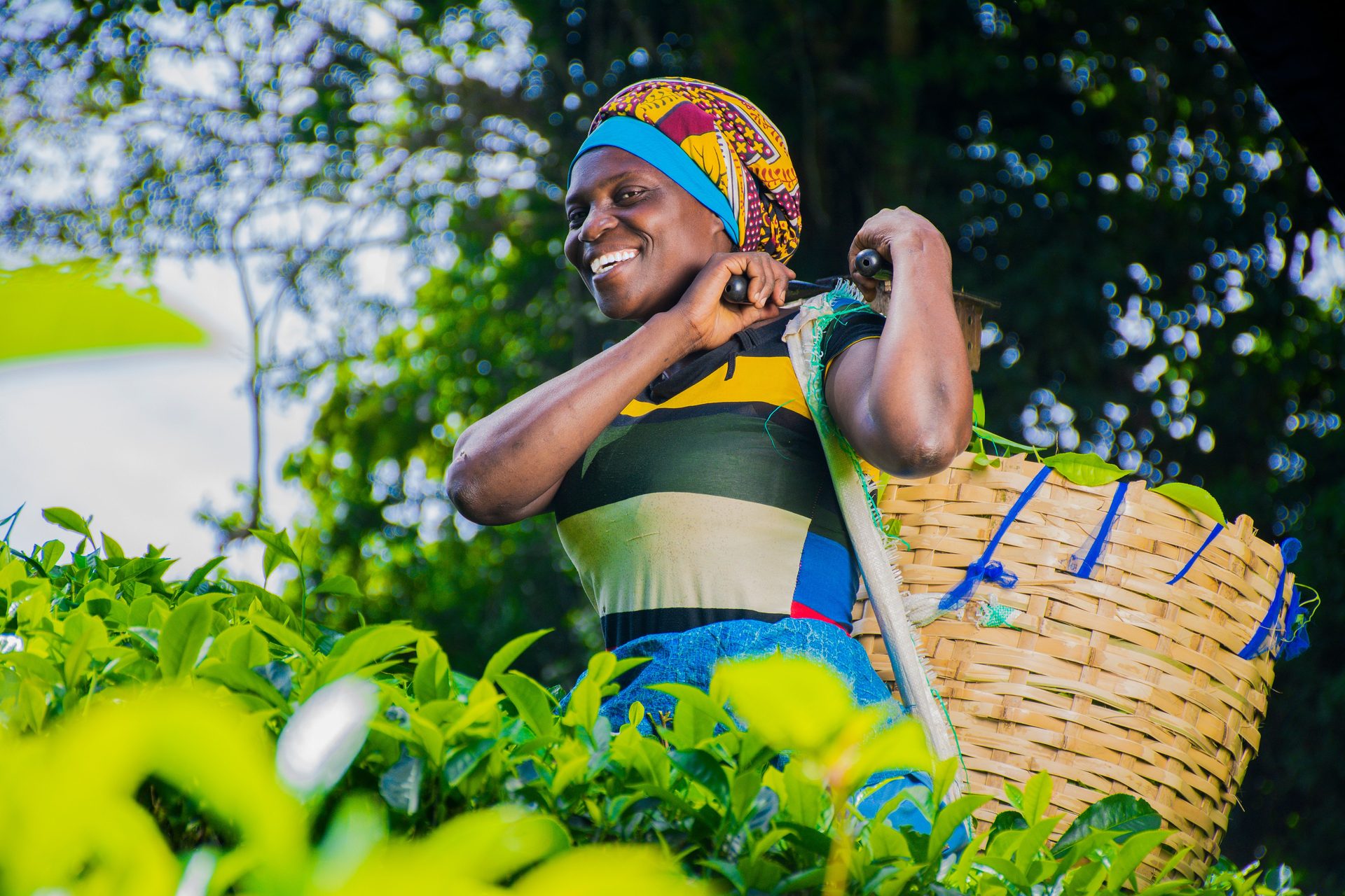 Tea picker in the field