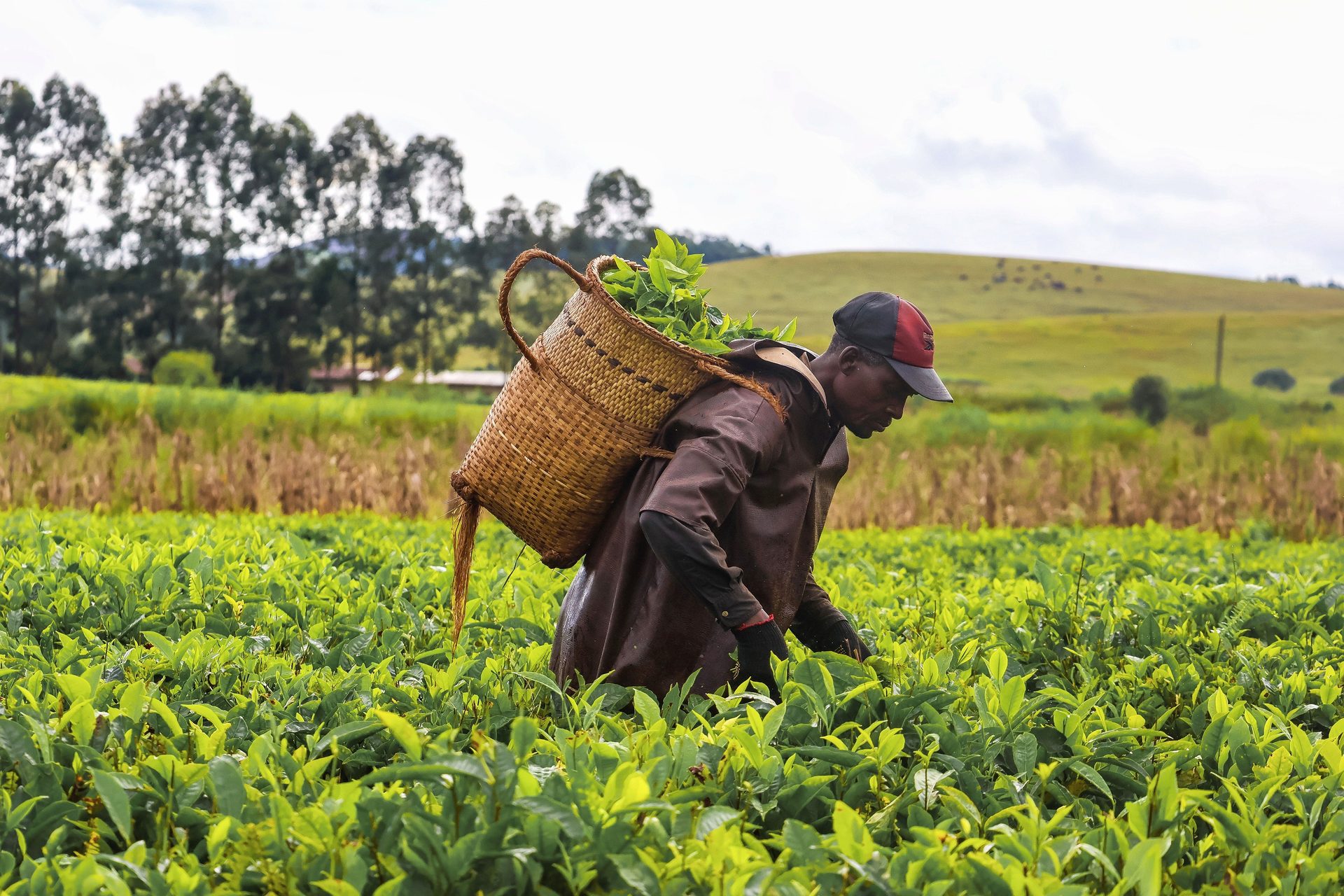 Tea harvester in the field