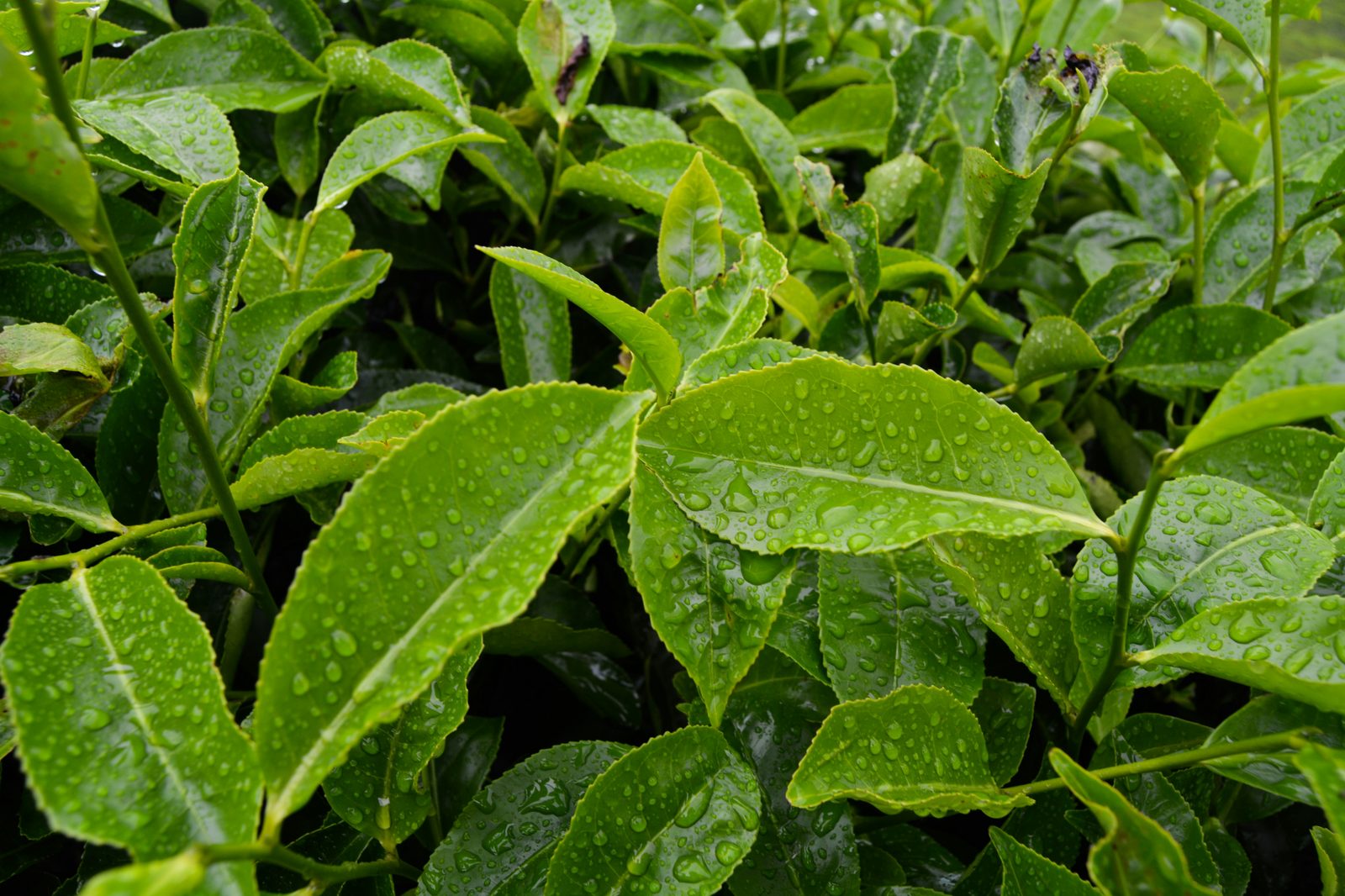 Fresh tea leaves