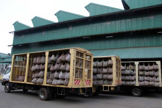 Tea ready for export