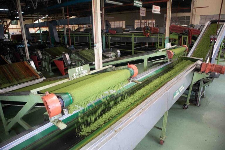 Tea processing line